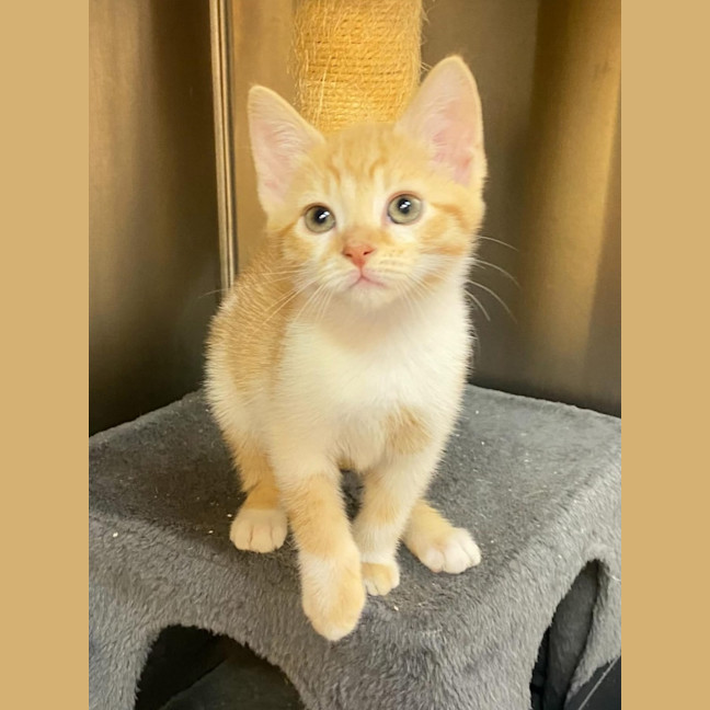 Photo of Honey