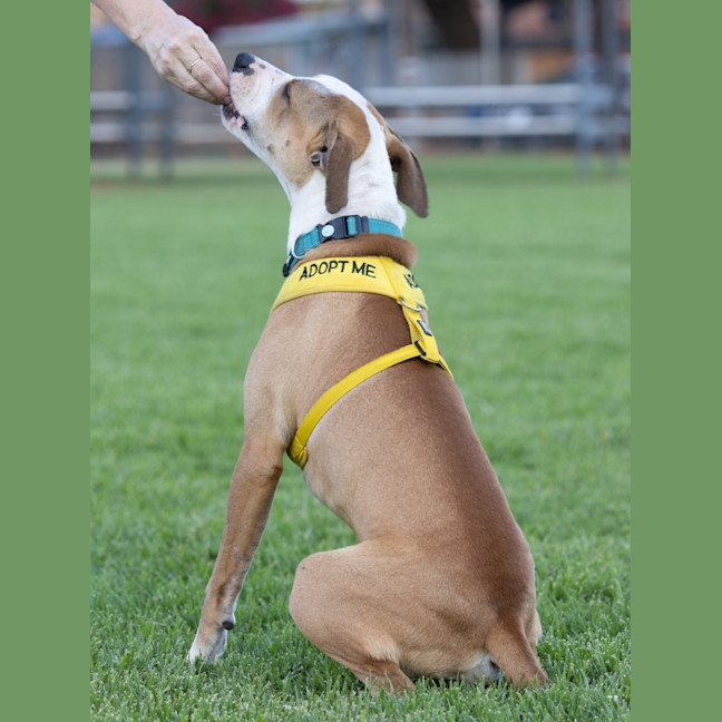 Photo of Bolt