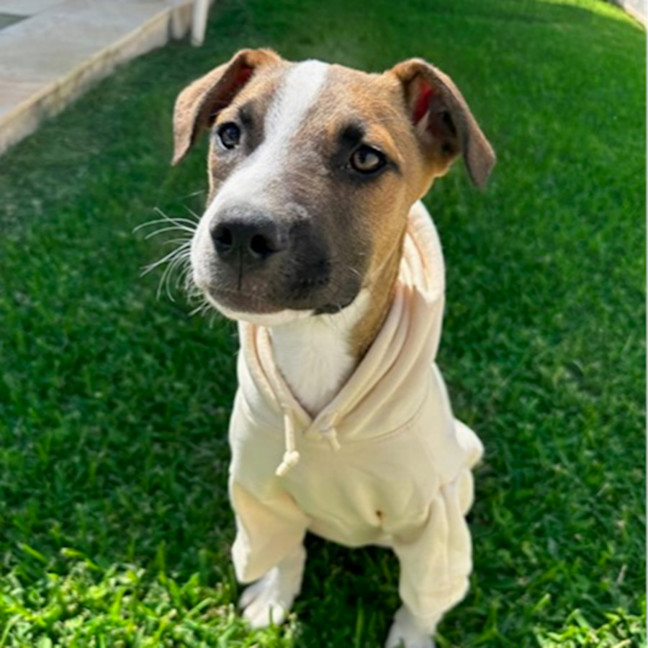 Photo of Guinness *$350 Adoption Fee*