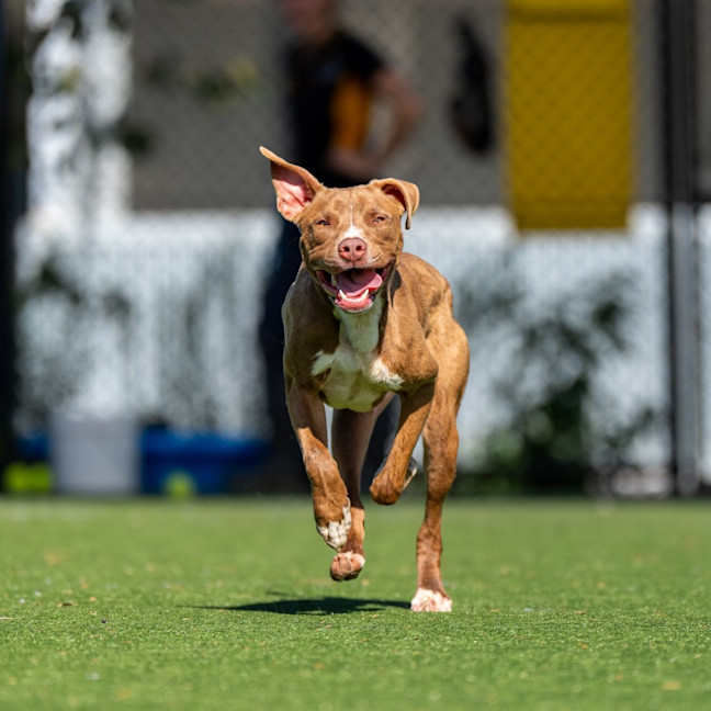 Photo of Ace Imp 2669