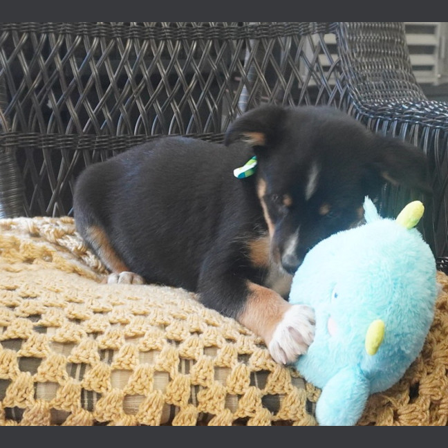 Photo of Tucker