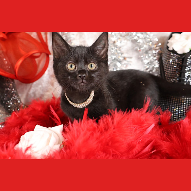Photo of Nugget
