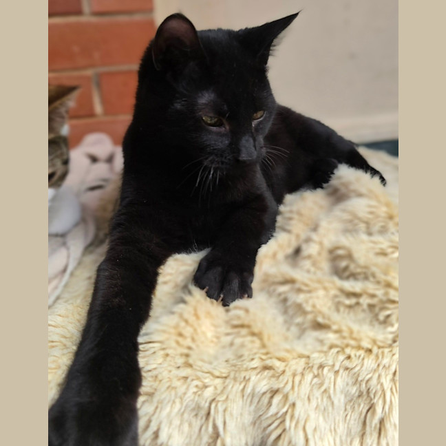 Photo of Pugsley