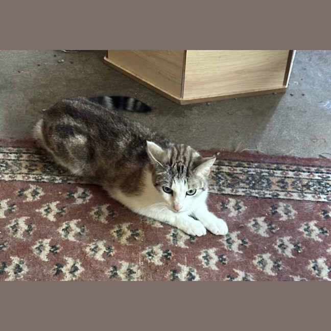 Photo of Miffy