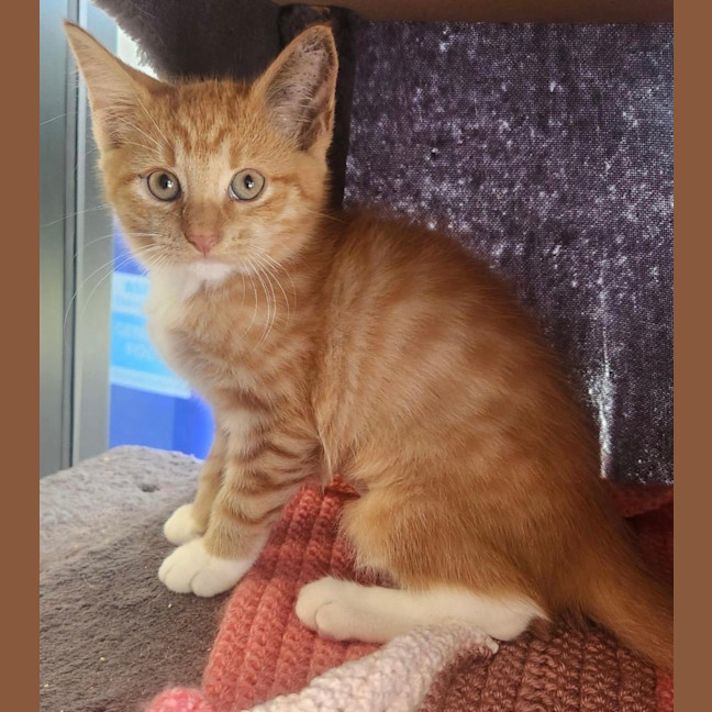 Photo of Cathy Freeman