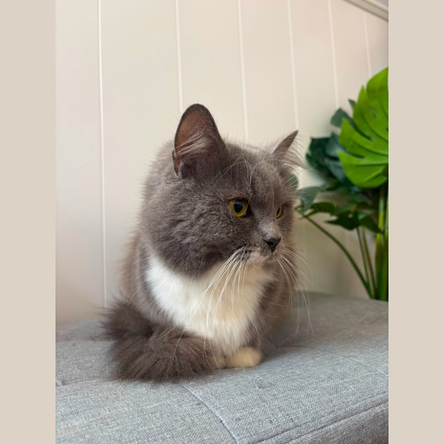 Photo of Henry