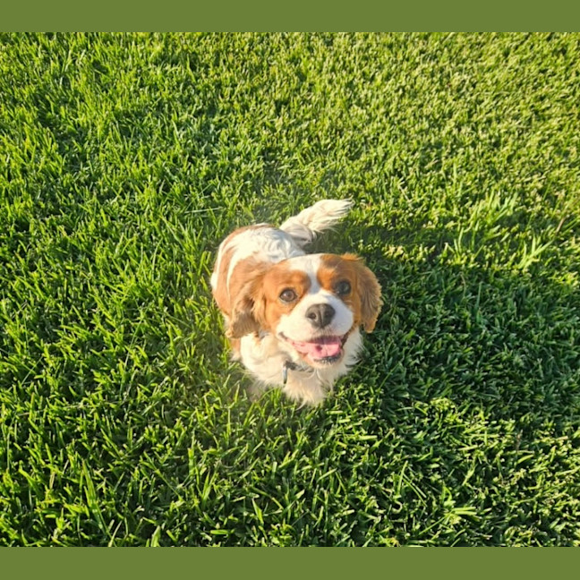 Photo of Elsa 