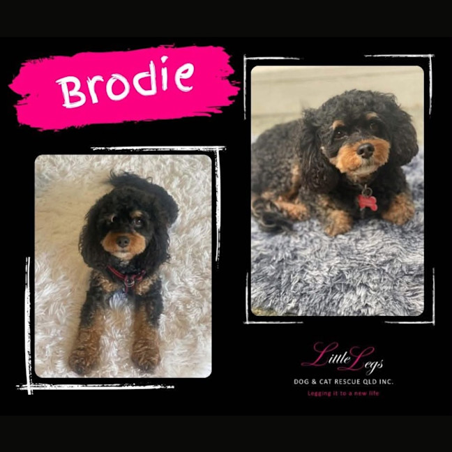 Photo of Brodie
