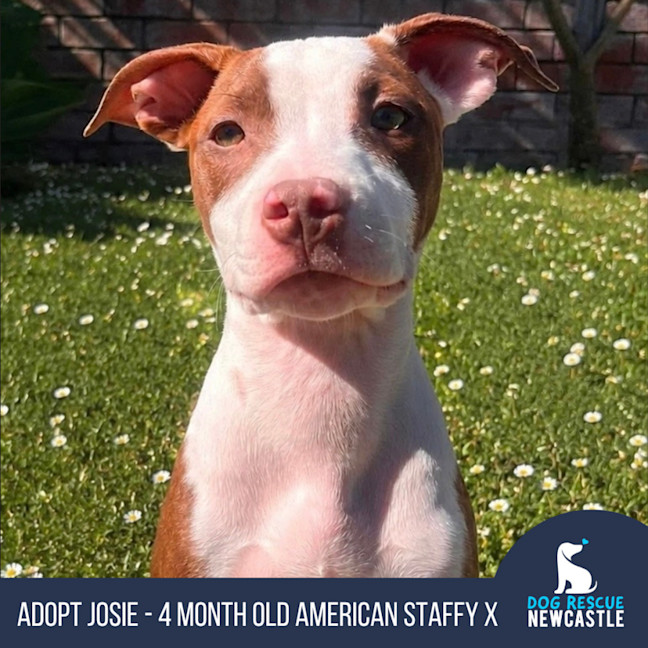 Photo of Josie   4 Month Old American Staffy X
