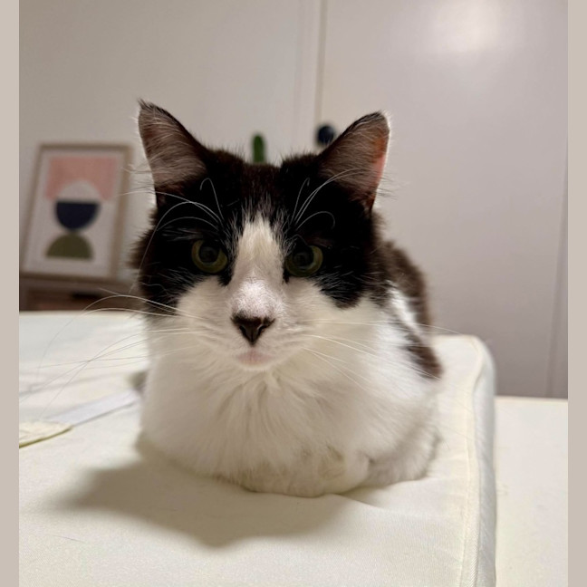 Photo of Puss 