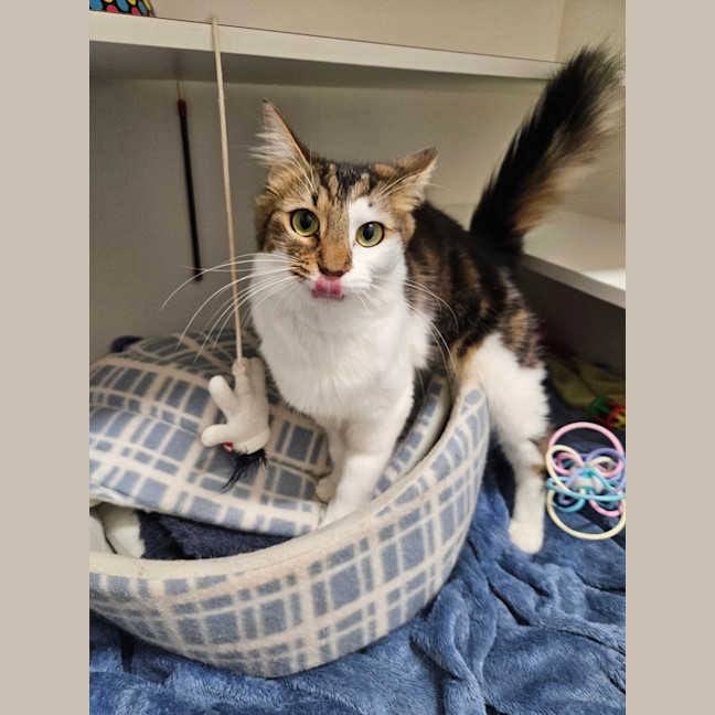 Photo of Patches 