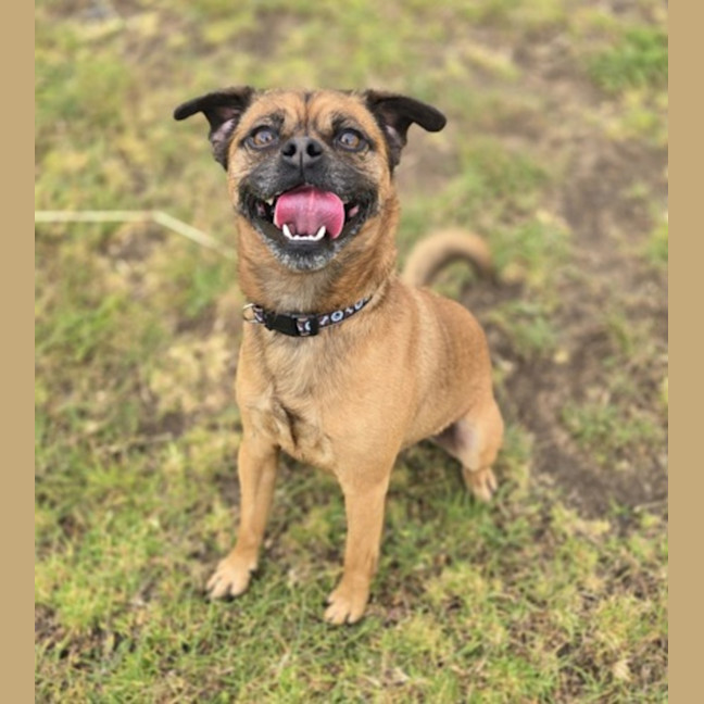 Photo of Otis (67779)