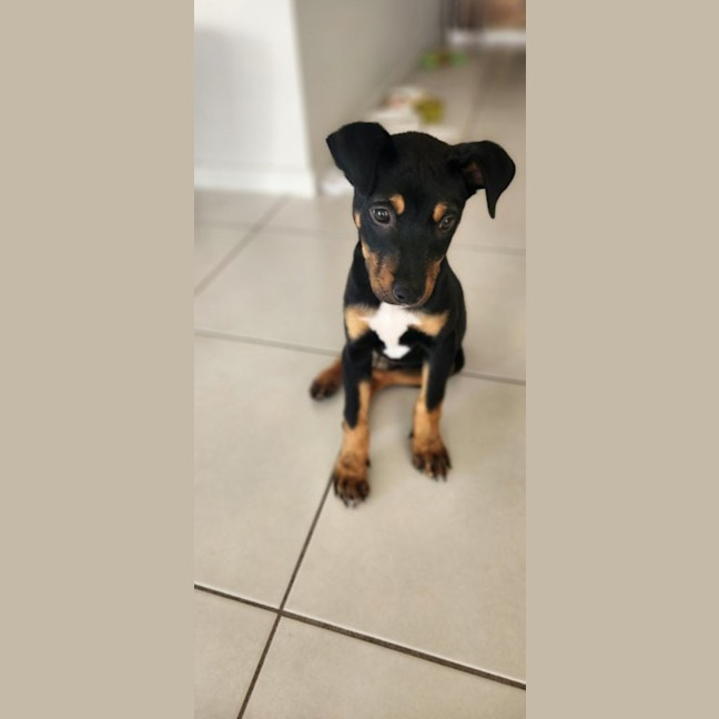 Photo of Pablo   5 Month Old Kelpie X Jack Russell