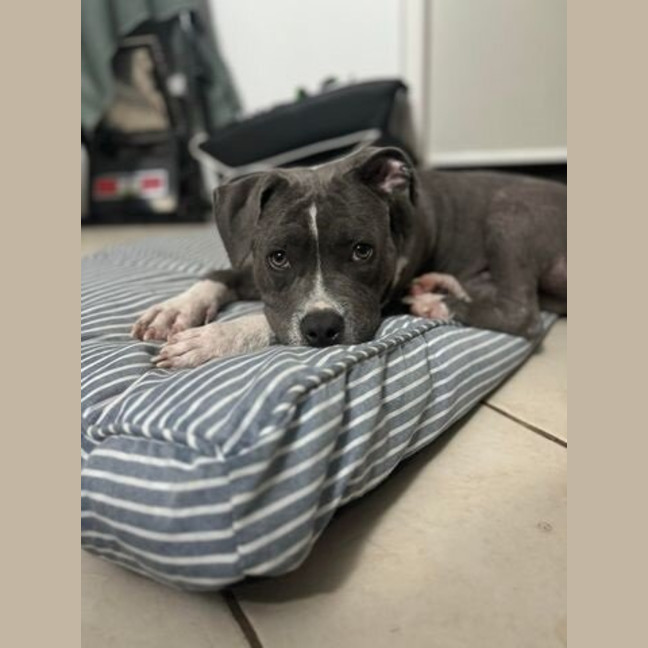 Photo of Tikki