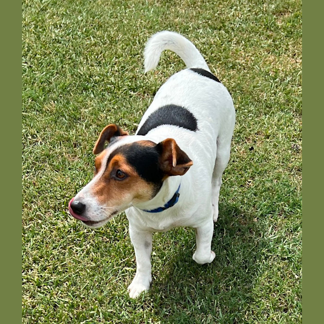 Photo of Milo   2 Year Old Jack Russell Terrier
