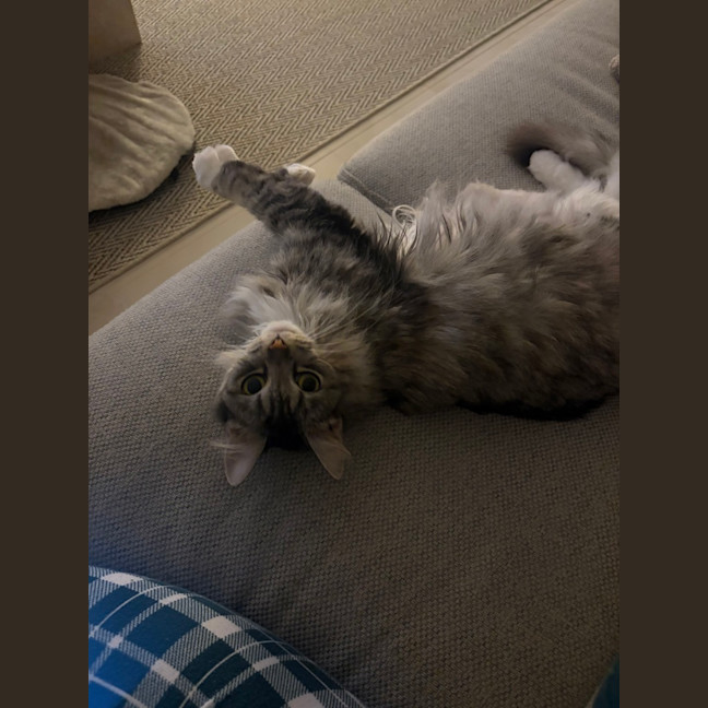 Photo of Nova