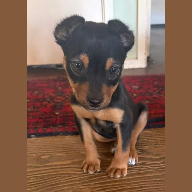 Photo of Thimble