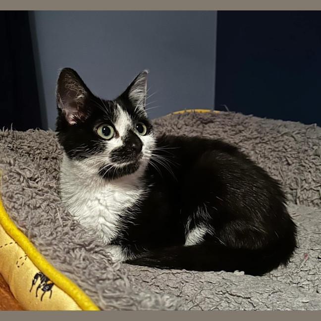 Photo of Peach 