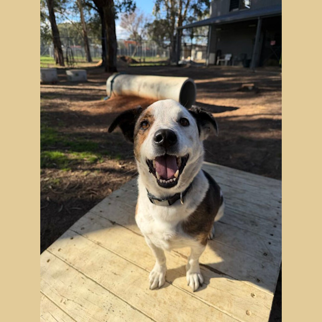 Photo of Huxley