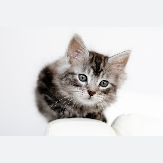 Photo of Spike