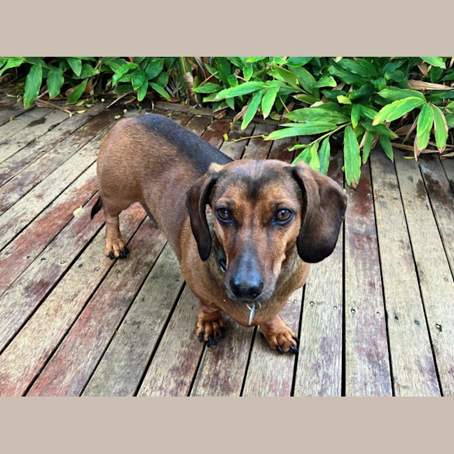 Photo of Frankie Silvanus