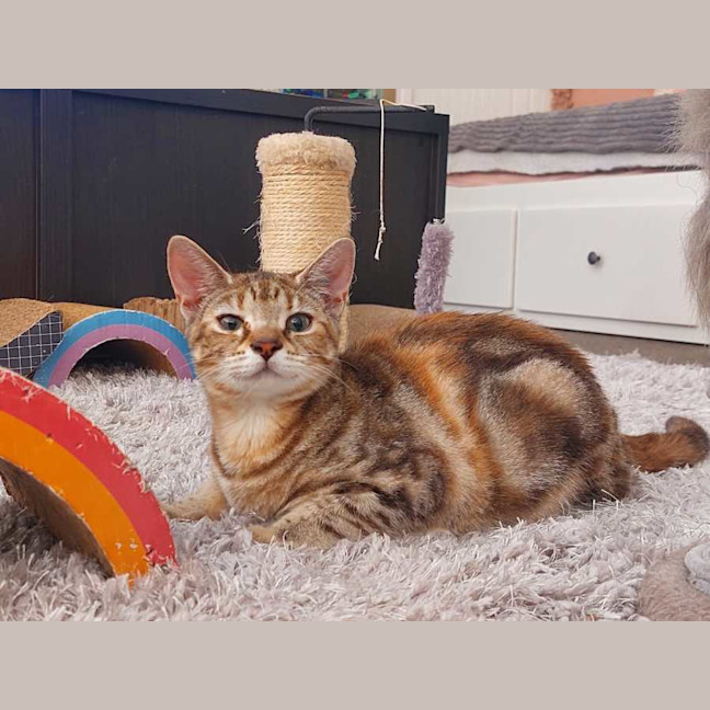 Photo of Mojito Canela