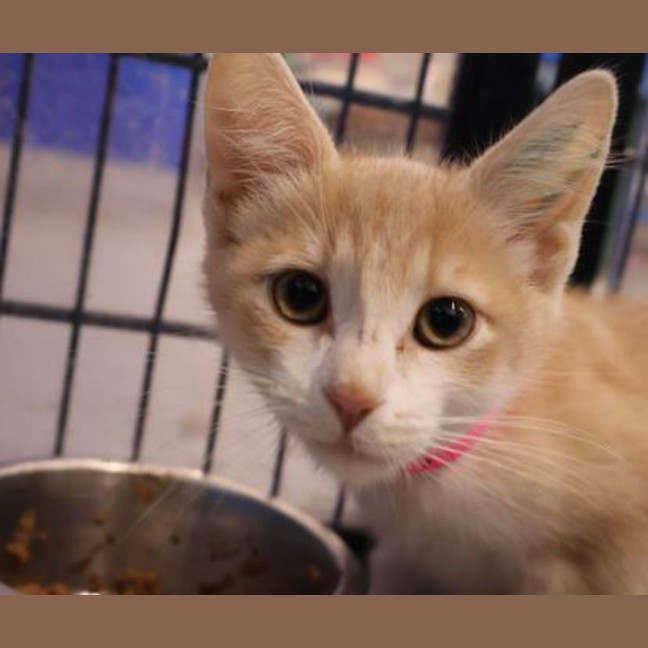Photo of Peach