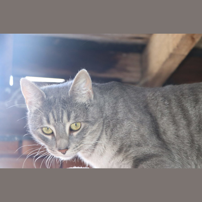 Photo of Winston   Now At Thornton Pet Quarters