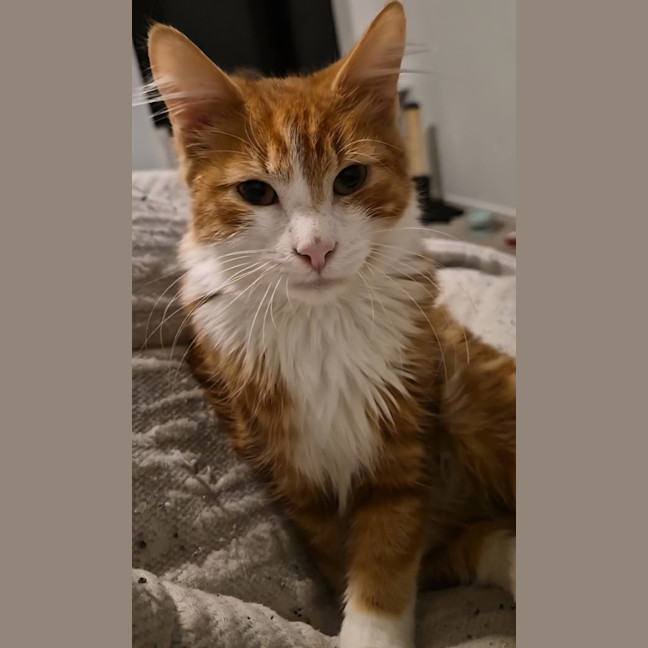 Photo of Maxwell