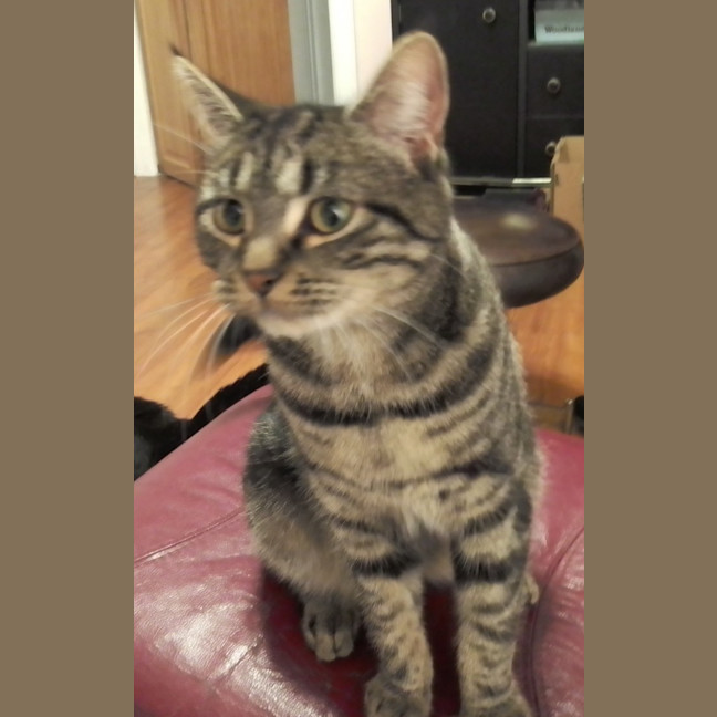 Photo of Kitty