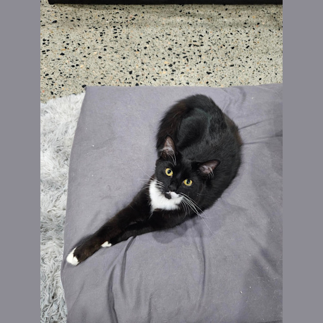 Photo of Willow