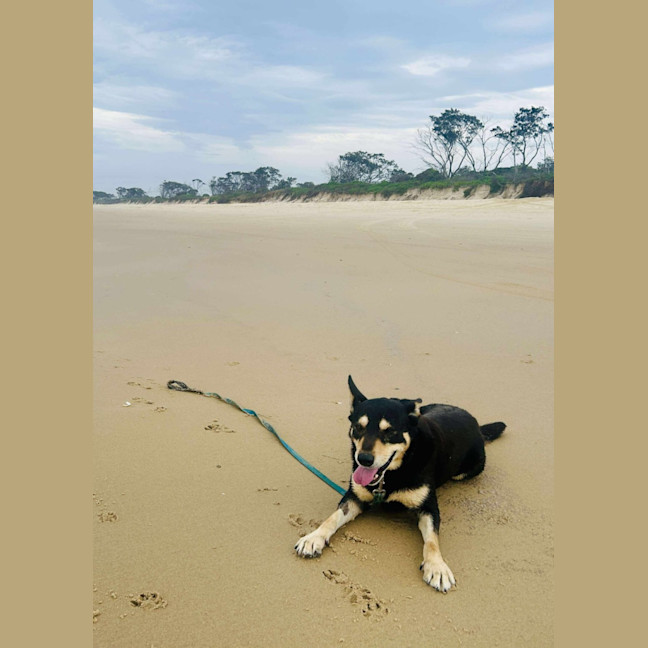 Photo of Rex