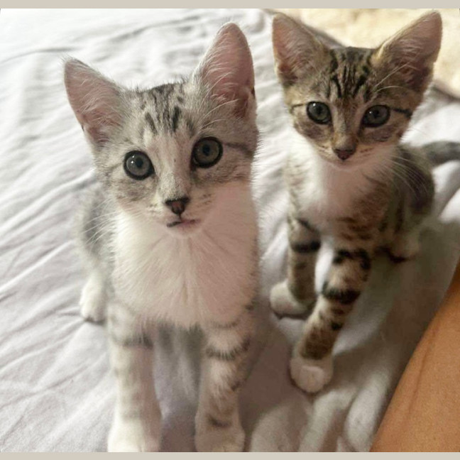 Photo of Blossom & Honeybun 