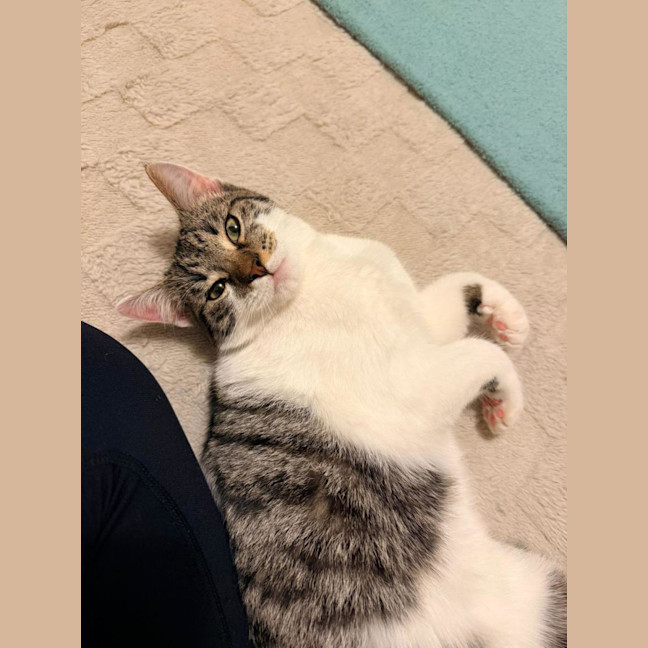 Photo of Cookie