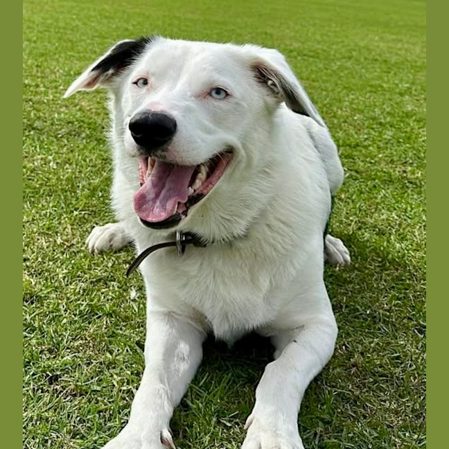 Photo of Malakai   4 Year Old Border Collie X Aus Shepherd