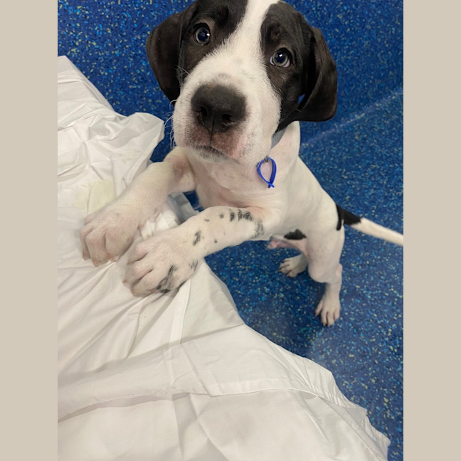 Photo of Snoopy