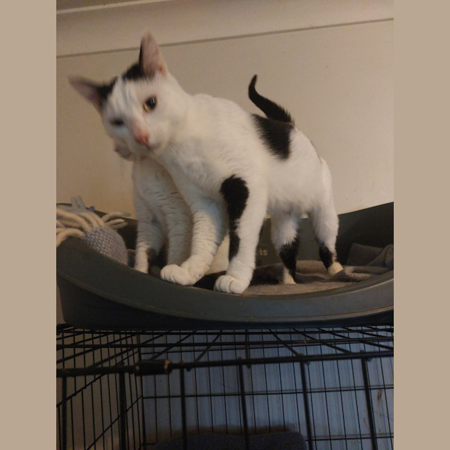 Photo of C 1 And Panda