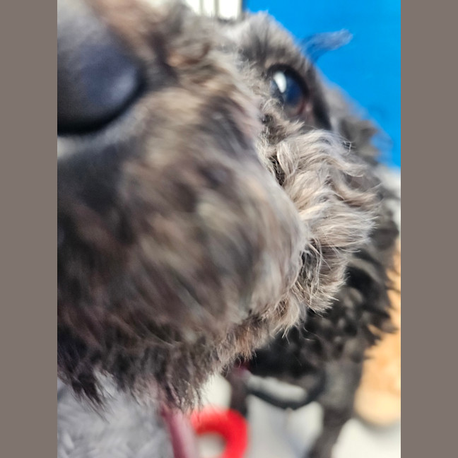 Photo of Noodle