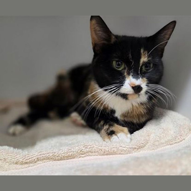 Photo of Dot