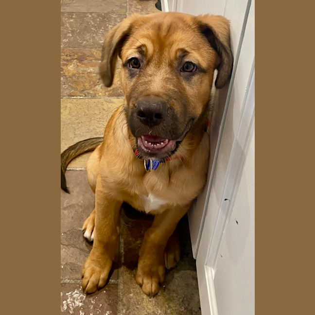 Photo of Rouge   14 Week Old Labrador X French Mastiff