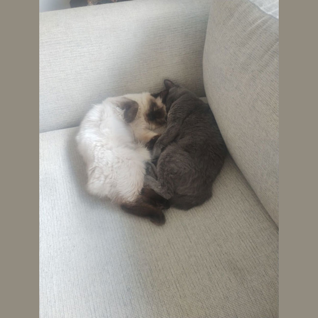 Photo of Mya (Bonded To Luna)