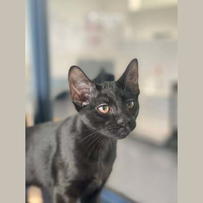 Photo of Raven