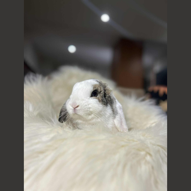 Photo of Daphne 