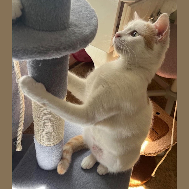 Photo of Peaches