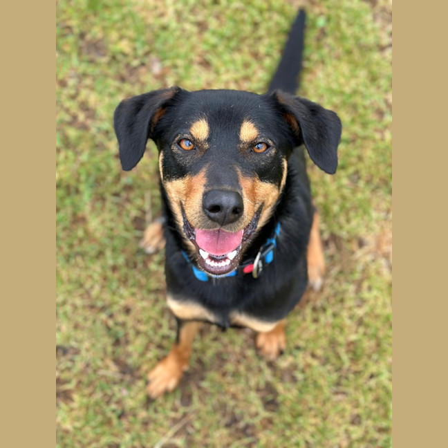 Photo of Ollie