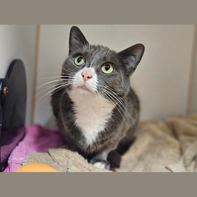 Photo of Attitudy Trudy