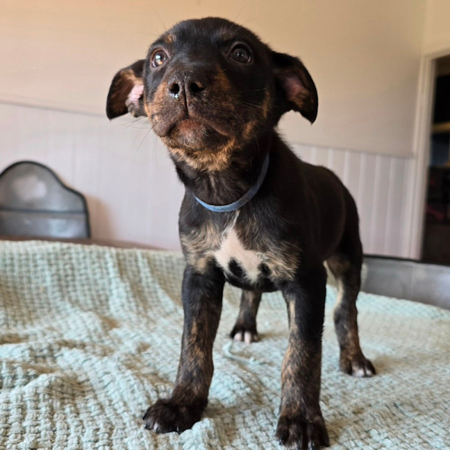 Photo of The Swedish Chef 