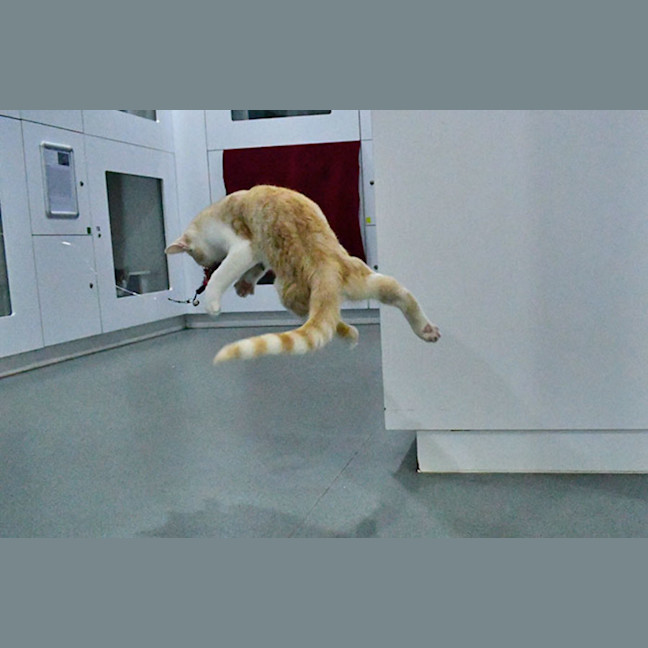 Photo of Bustopher Jones