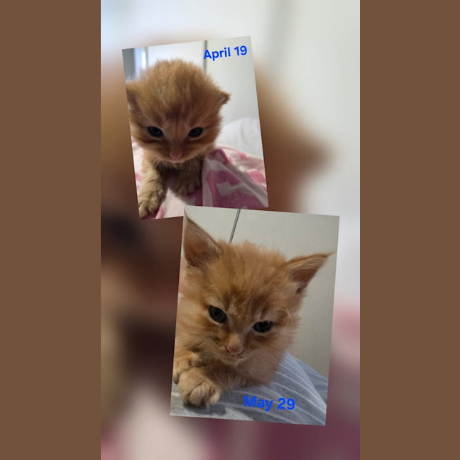 Photo of Qookie