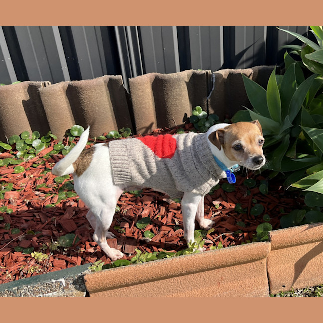 Photo of Jesse 💝5yo Jack Russell Terrier(on Trial 26/8/24)